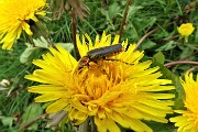 62 Insetto immerso su fiore giallo